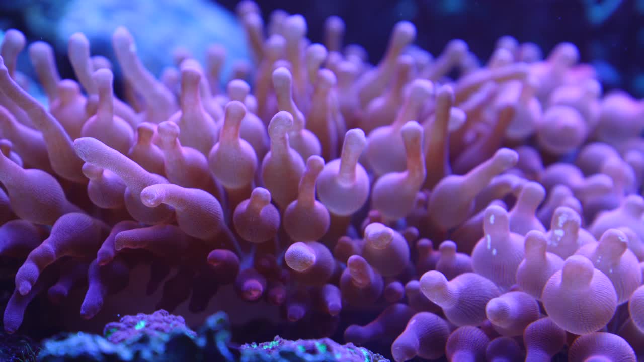 Primo piano di corallo 4k