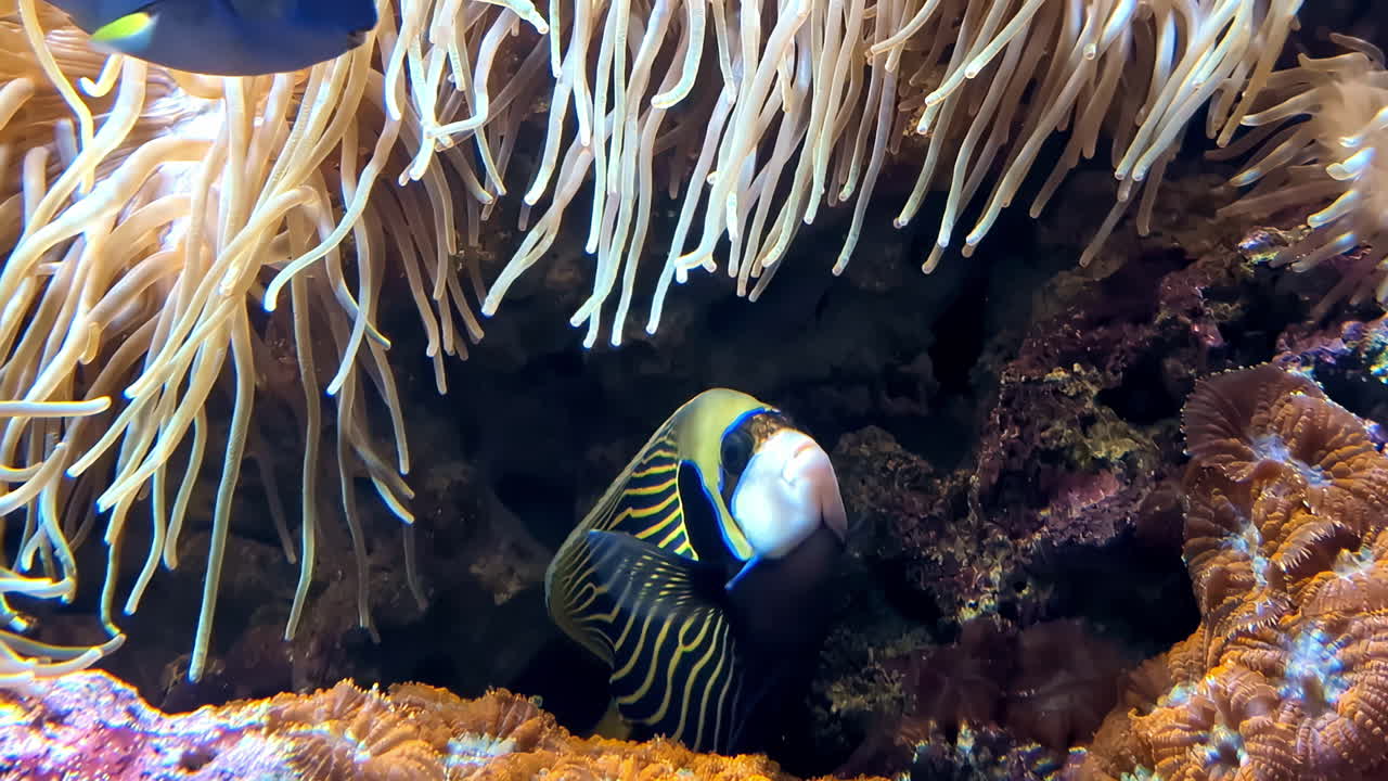 다채로운 열대 물고기는 바다 생태계에서 활기찬 산호초와 바다 아네몬 근처에서 수영합니다.
