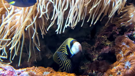 los coloridos peces tropicales nadan cerca de los vibrantes arrecifes de coral y las anémonas marinas en un ecosistema marino.