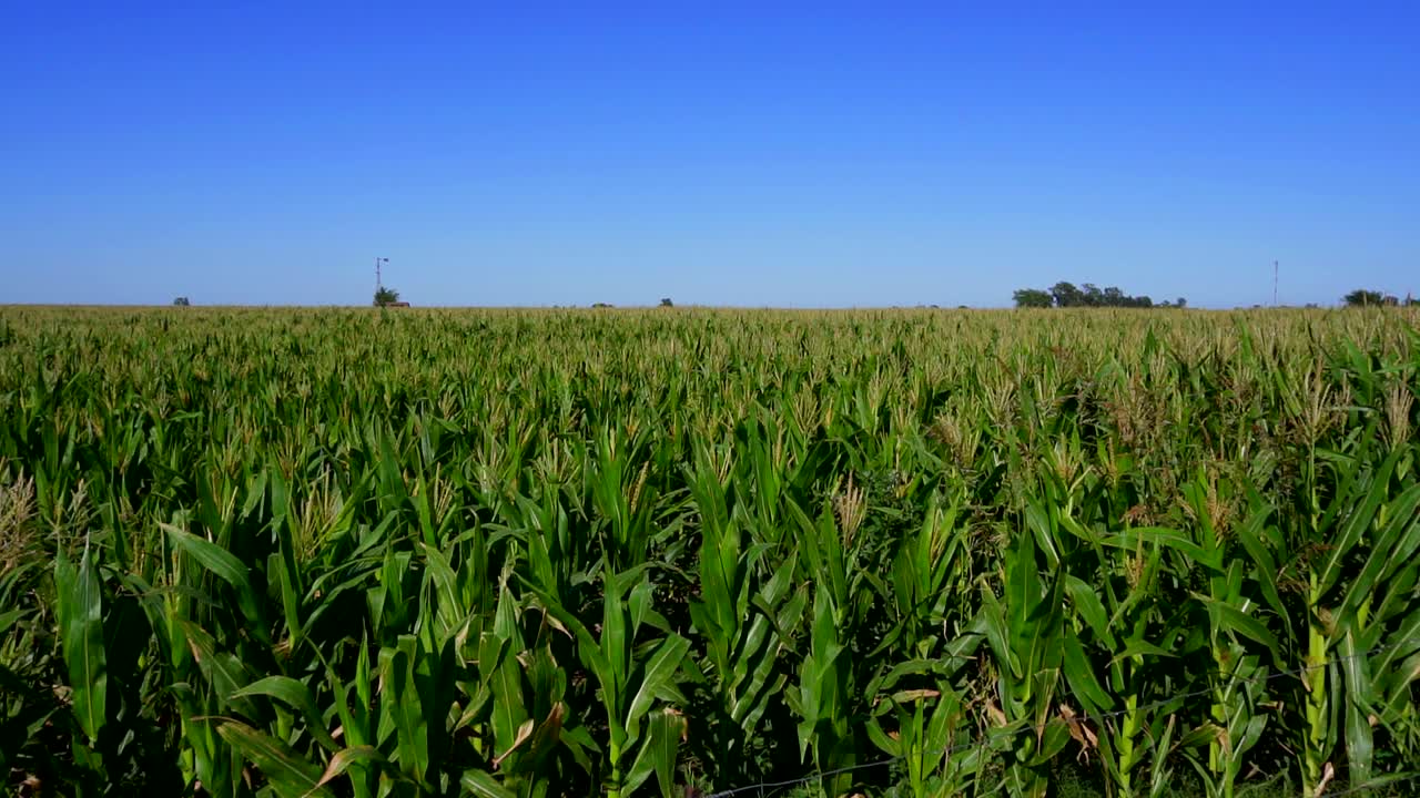 Wide shot of a corn field on a sunny morning, pan right to left, slow motion