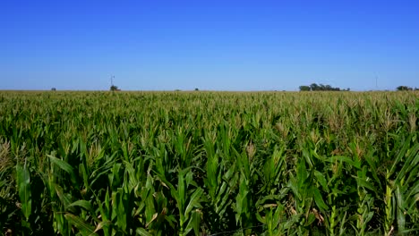 Wide-shot-of-a-corn-field-on-a-sunny-morning,-pan-right-to-left,-slow-motion