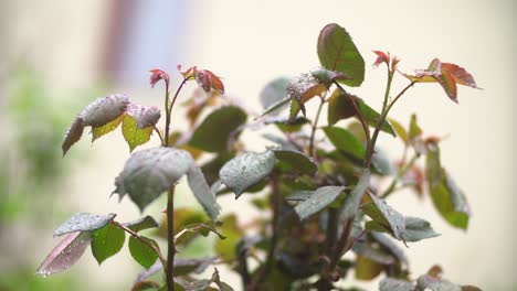 Hojas-De-Rosas-De-Primavera-Y-Gotas-De-Lluvia-Ligera