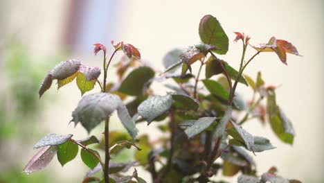 spring roses leaves and drops of light rain