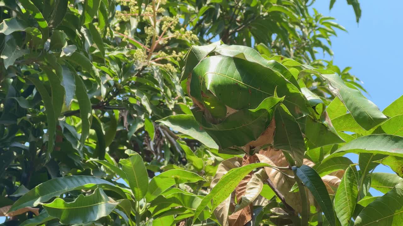 Ants nest made of green leaves, red tailor ants or Asian weaver ant, oecophyila smaragdine, India, These ants form colonies with multiple nests in trees,