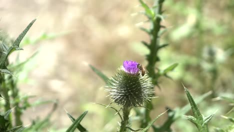 outdoor nature bee on grass and weed pollenating flower