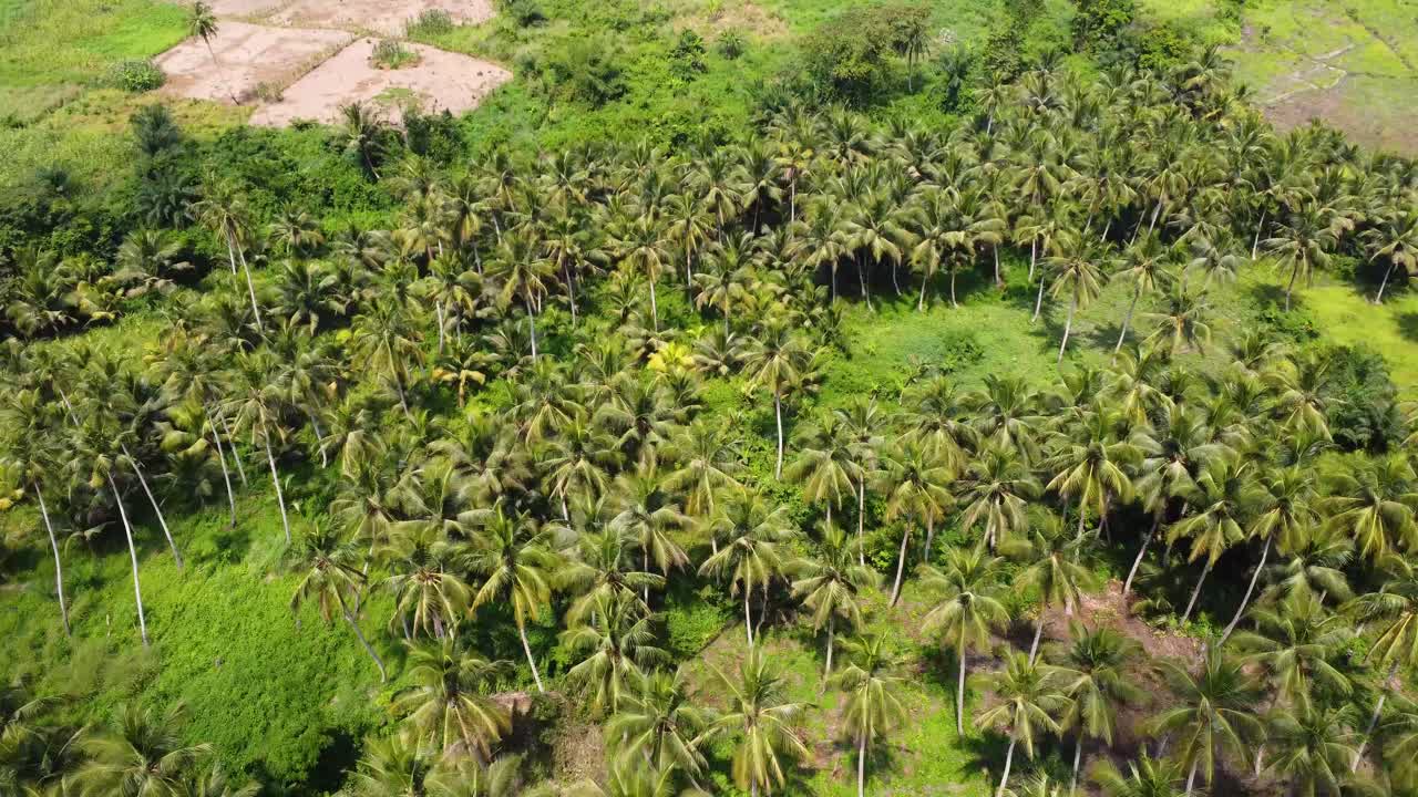 Coconut plantation in African countryside