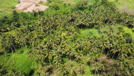 coconut plantation in african countryside