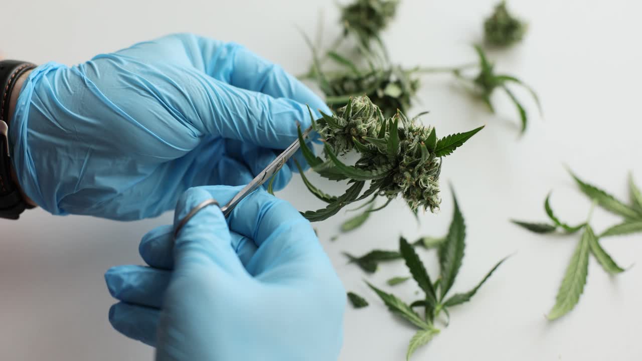 Person in gloves trimming cannabis buds