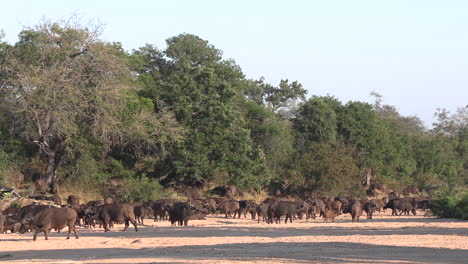 A-herd-of-buffalo-mill-about-in-a-dry-river-bed