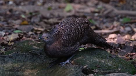 a female facing left while drinking water as seen deep in the forest, grey peacock-pheasant polyplectron bicalcaratum, thailand