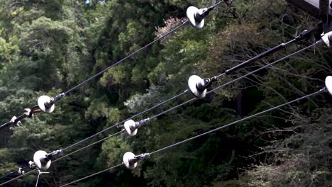 overhead railway electricity power lines and insulator with trees in the background