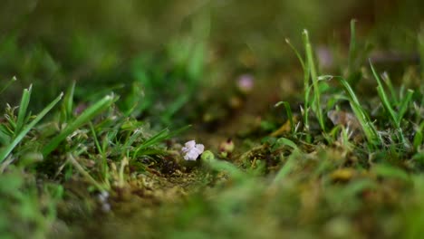 close up: ants in the grass walking