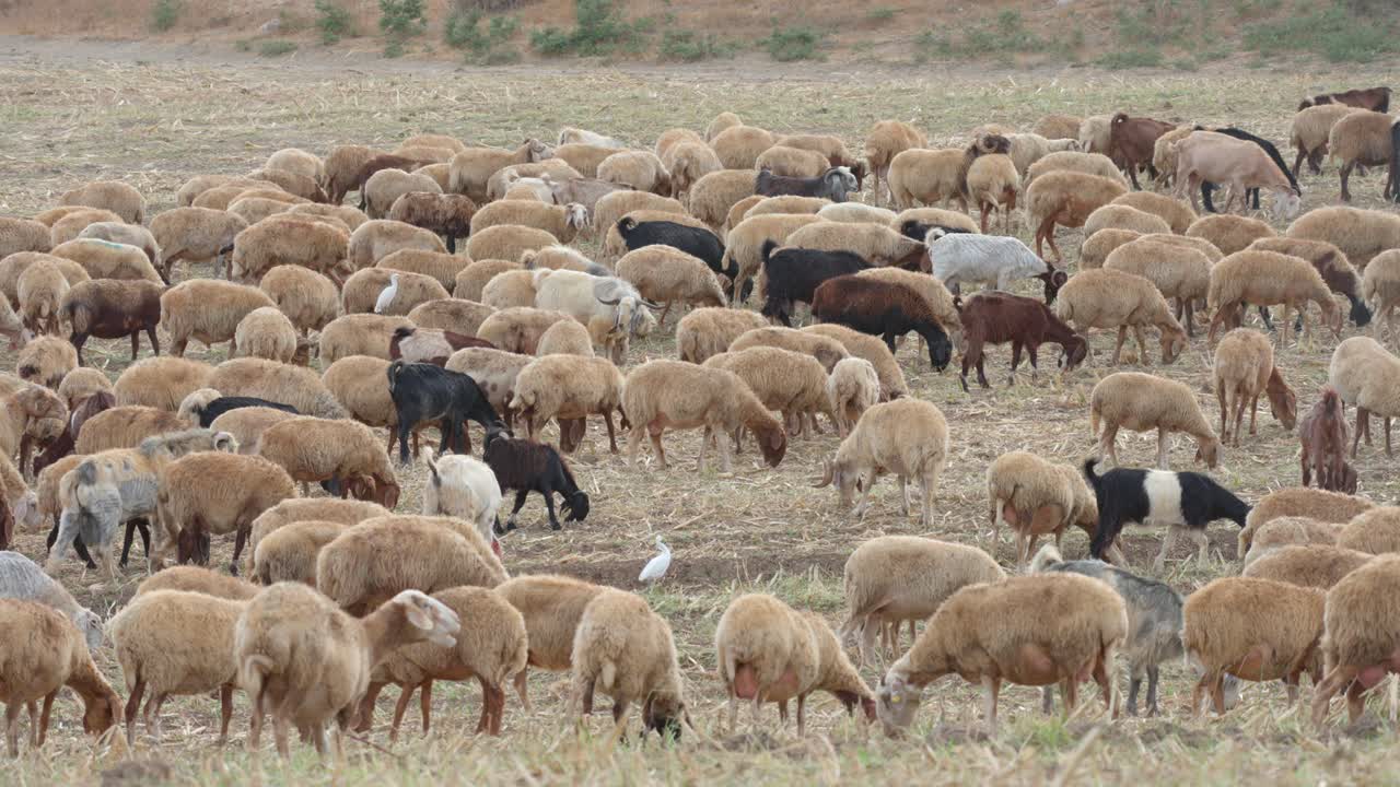A mixed herd of sheep and goats grazing on dry stubble fields after the grain harvest in the rural Judean Hills, Israel
