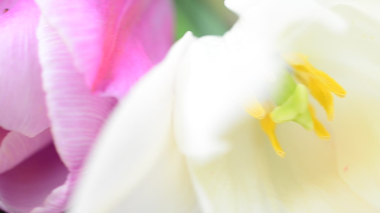 Fiori in un bouquet, tulipani. Scatto fotografico di fiori su sfondo bianco