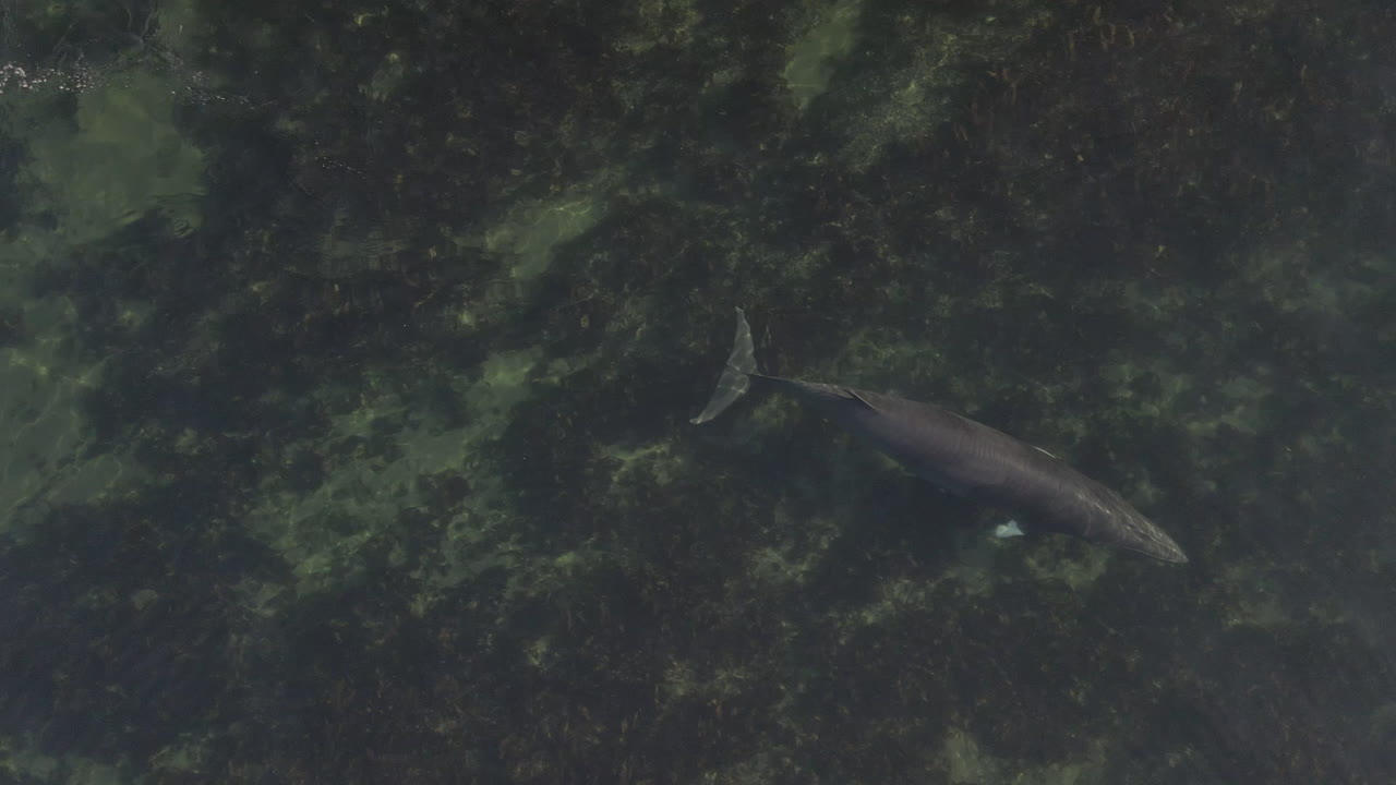 동부 퀘벡의 얕은 물에서 수영하는 밍크 고래