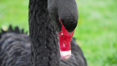 Cerca-De-Un-Cisne-Negro-Con-Pico-Rojo