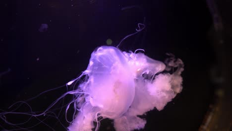 close-up view of a pair of jellyfish in an aquarium illuminated by a purple light, handheld