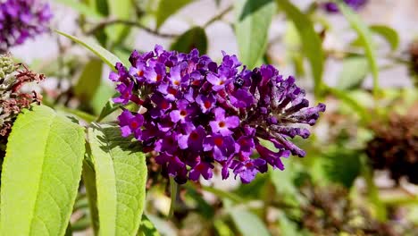 Close-up-of-a-Buddleia-flower-on-a-Buddleia-plant,-also-known-as-a-butterfly-bush-du-to-its-attraction-to-butterflies