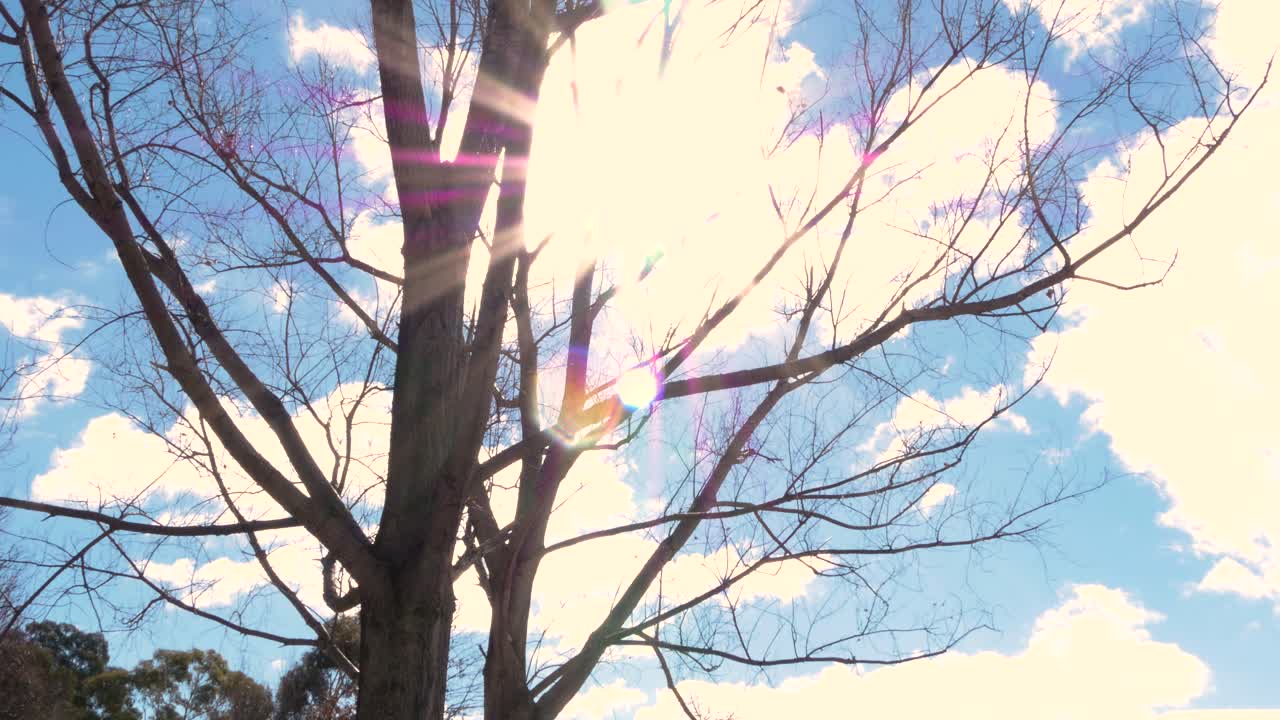 나뭇잎, 화창한 날, 렌즈 플레어가 없는 나무 가지 사이에서 빛나는 태양