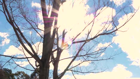 sol brillando entre las ramas de un árbol sin hojas, día soleado, destello de lente