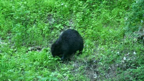 Beaver-searches-with-paws-through-grass-hillside,-slow-motion