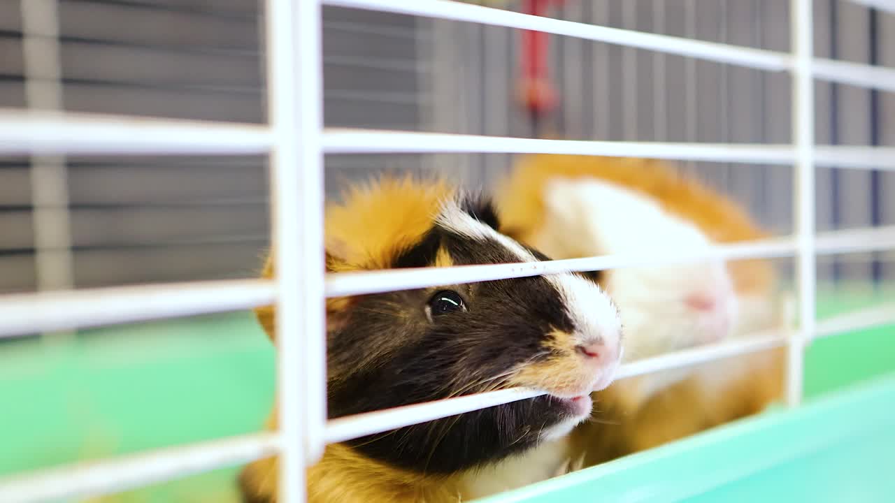 Two Abyssinian guinea pigs explore their cage, interacting playfully. Bright lighting highlights their curious expressions and vibrant fur