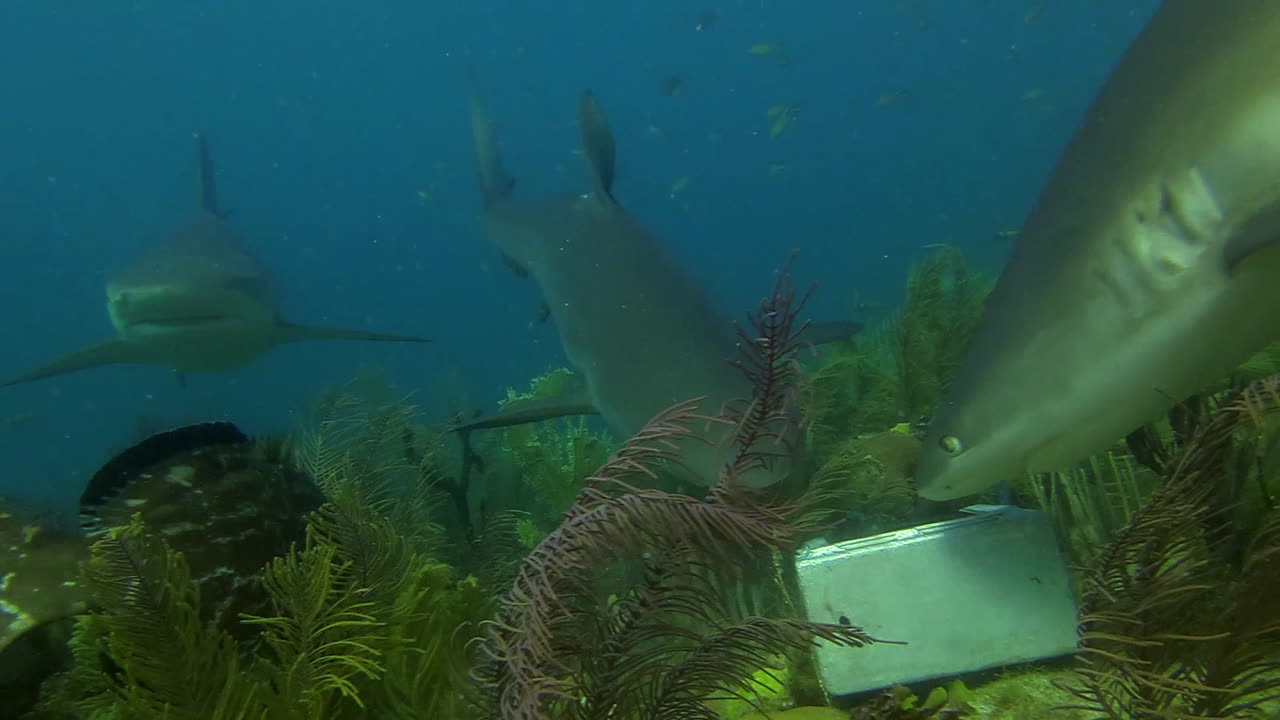 varios tiburones son alimentados por un buceador submarino