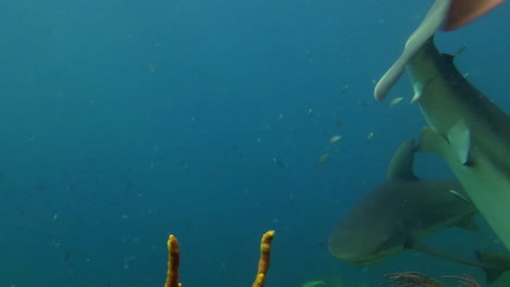 varios tiburones son alimentados por un buceador submarino