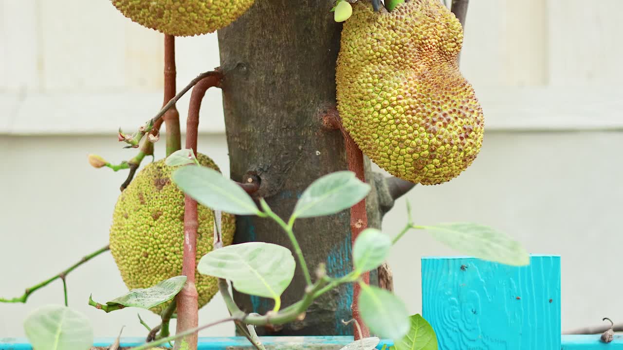 jackfruit creciendo en el árbol en el mercado flotante