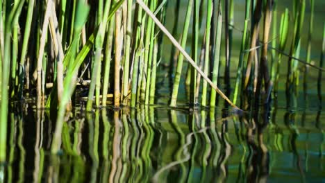grass bamboo coming out of stream pond in england