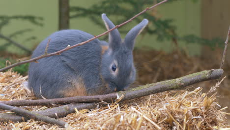 primer plano de un lindo conejo gris descansando en paja y comiendo durante el día soleado - prores422