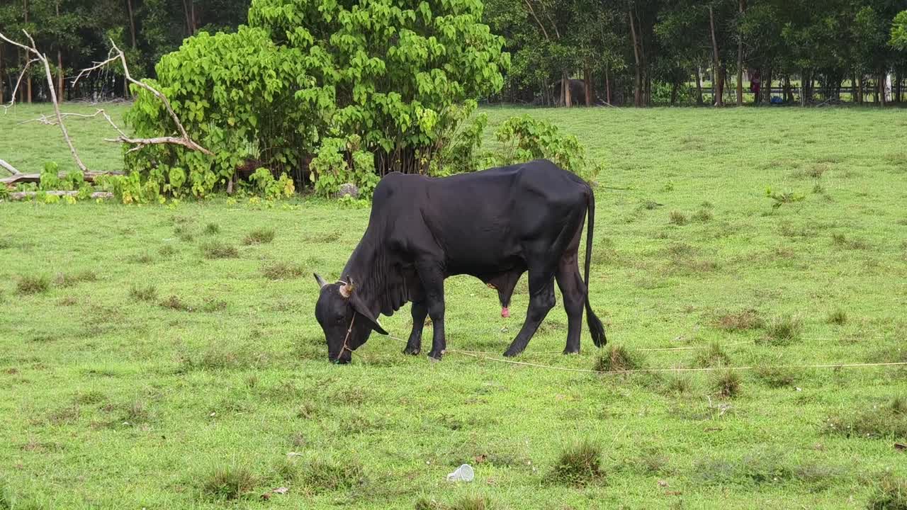 una vaca negra pastando en un pasto