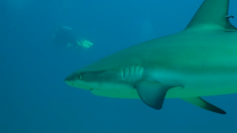 gray reef shark