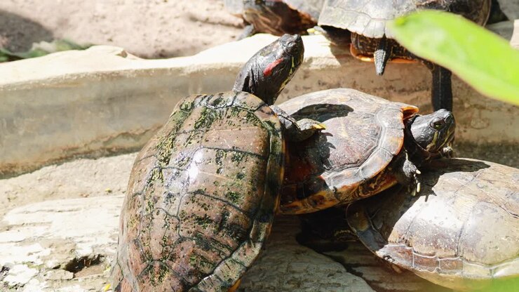 Turtles engaging in social behavior on a log
