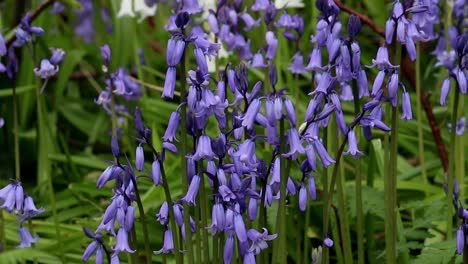 bluebells, hyacinthoides non-scripta. primavera. islas británicas