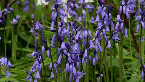 bluebells, hyacinthoides non-scripta. spring. british isles