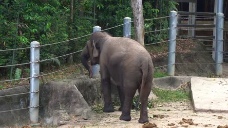 Young-Asian-elephant,-elephas-maximus-sticking-its-trunk-into-a-hole,-trying-to-grab-some-food-from-the-hole-in-an-enclosed-environment-at-the-zoo,-unnatural-animal-behaviour