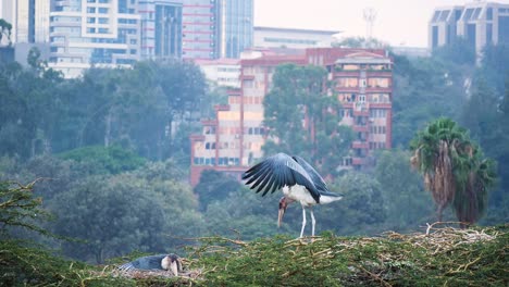 vida silvestre de la ciudad, aves cigüeña marabú anidando justo en medio de una bulliciosa ciudad de nairobi