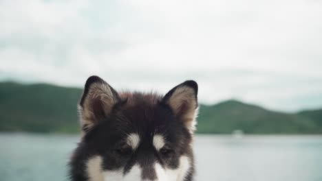 beautiful alaskan malamute dog against rural landscape. closeup