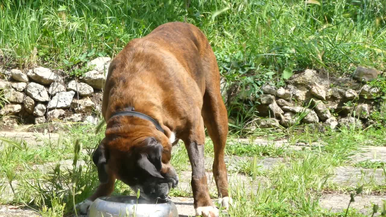 perro boxeador alemán comiendo en un jardín