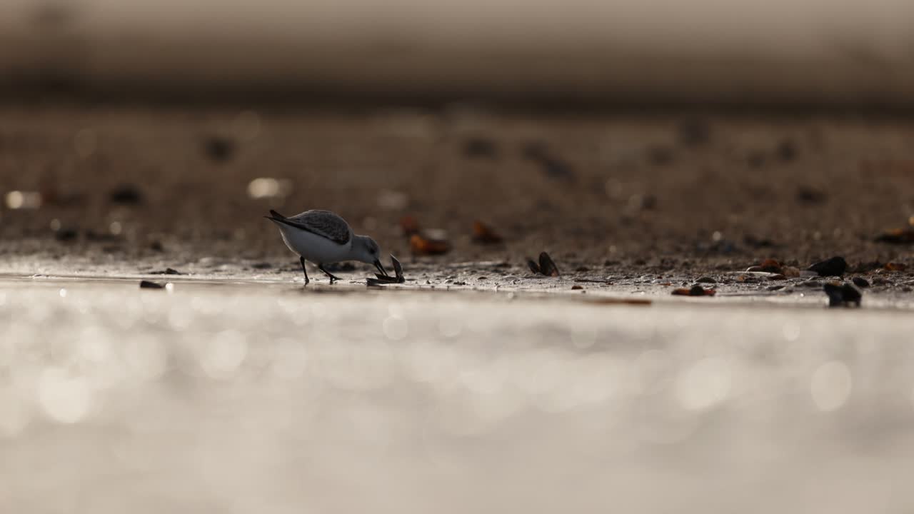 plover nevado en la orilla