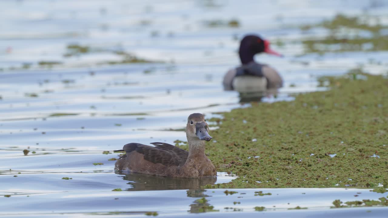 ⁇ 은 호수 에서 떠다니는 장미  ⁇ 리 포카드 와 네타 페포사카