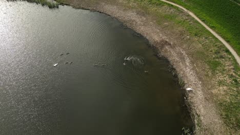 Swans-with-young-on-their-way-to-the-water-in-a-large-lake