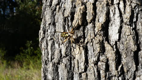 Dies-Ist-Ein-Video-Einer-Gartenspinne