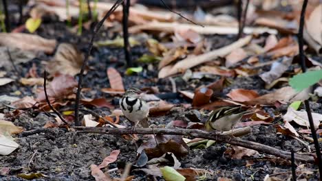 The-Forest-Wagtail-is-a-passerine-bird-foraging-on-branches,-forest-grounds,-tail-wagging-constantly-sideways