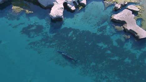 whales swimming in calm, transparent sea, really near the coastline of patagonia - aerial, drone shot - eubalaena australis