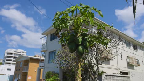 primer plano de un árbol de papaya con edificios en el fondo