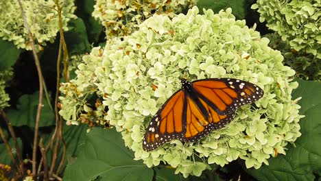 Slow-motion-butterfly-on-green-plant-boom-down-from-medium-overhead-shot-to-tight-shot-then-butterfly-flies-away