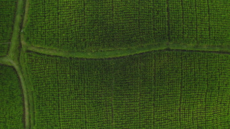 top view rice farms drone flying over rice paddies in agricultural farmlands aerial view of rural crop farms 4k