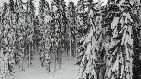 snow-covered forest, top-down aerial view